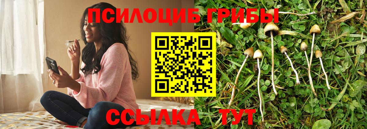 Псилоцибиновые грибы мицелий Сибай